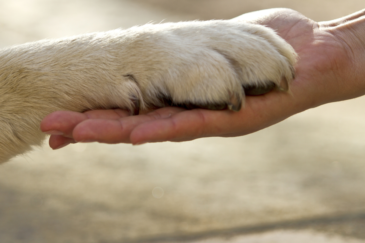 Avviso ai gestori di attività di ippoterapia e pet therapy