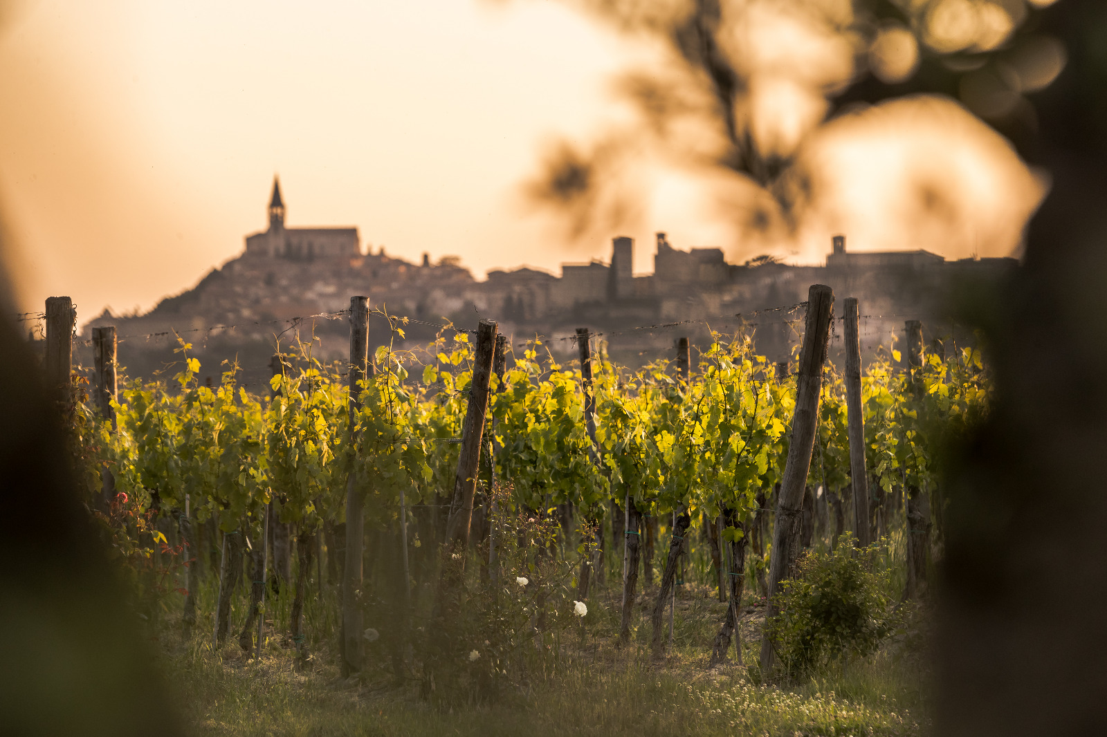 Todi terra di vini: viticoltura ed enologia gioielli del territorio
