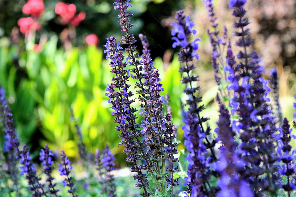 Fiori_Natura